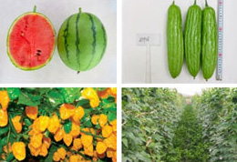 Vegetable Research Center