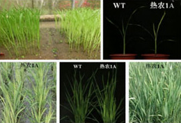 Tropical Food Crop Research Center