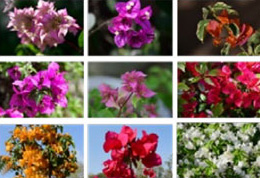 Tropical Flower Research Center