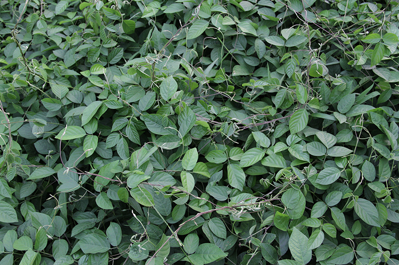 18-牧草 金江蝴蝶豆.JPG