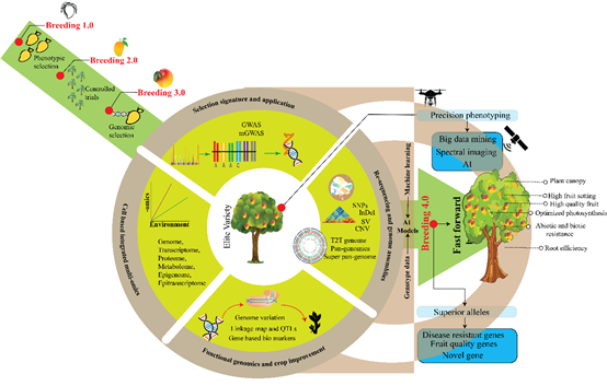 A diagram of a tree

Description automatically generated