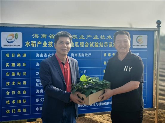 2 赠予太空甘薯种苗